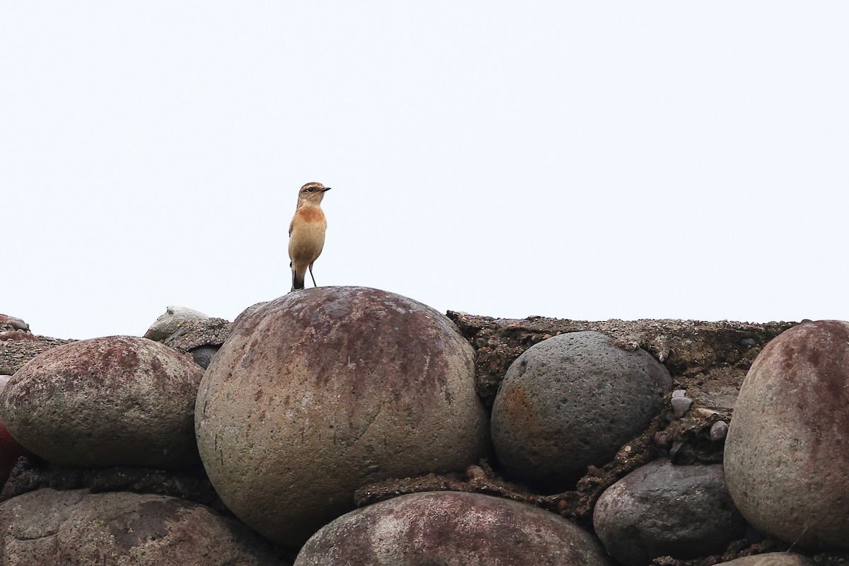 Amur Stonechat - Sam Zhang