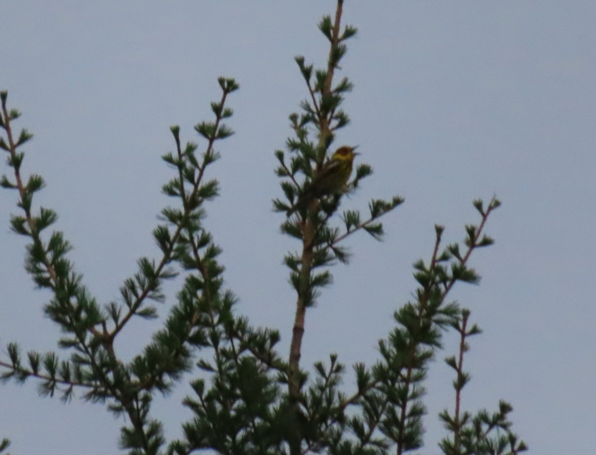 Cape May Warbler - Chantal Labbé