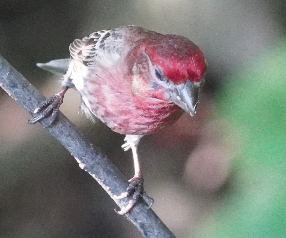 House Finch - ML619632846