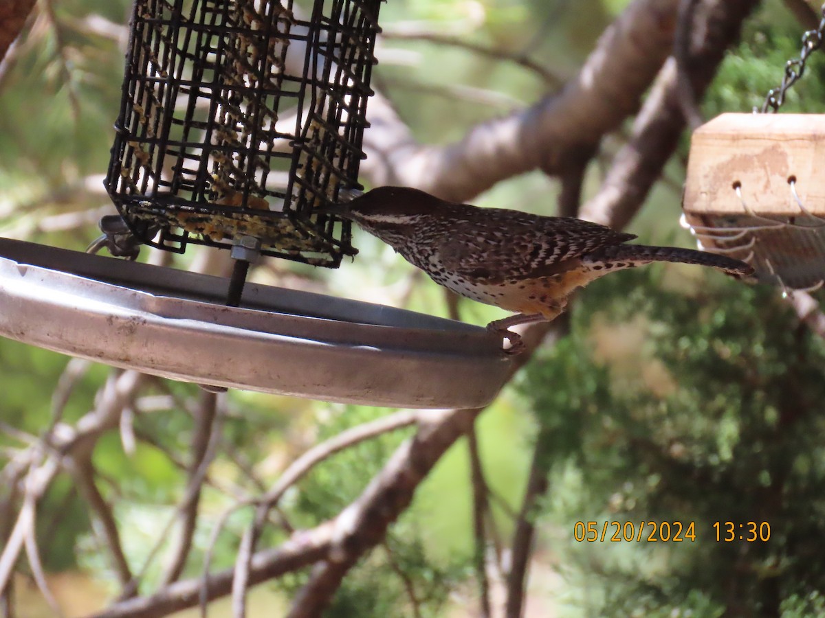 Cactus Wren - Andy Harrison