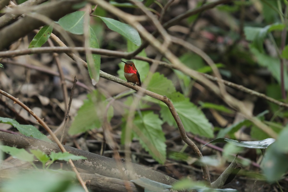 Allen's Hummingbird - ML619632854