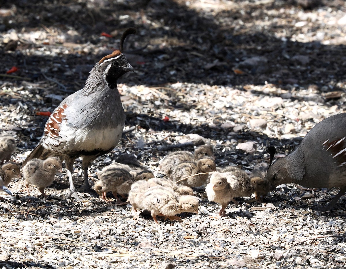 Gambel's Quail - Rishab Ghosh