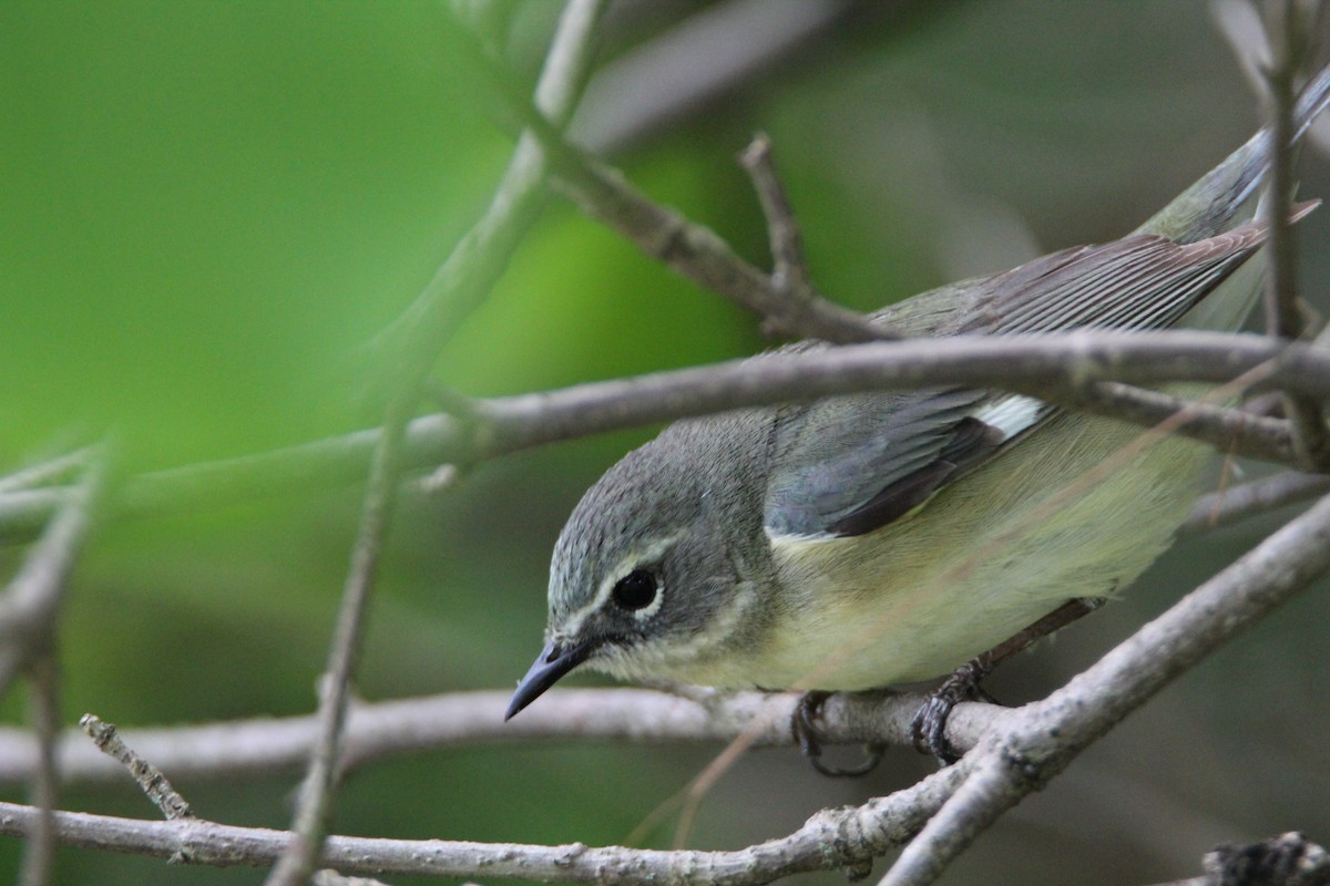 Black-throated Blue Warbler - Logan Henderson