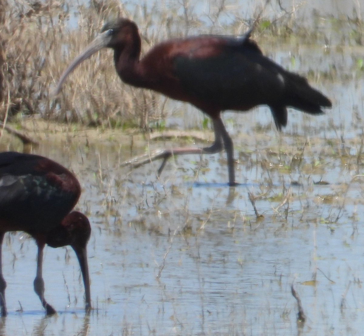 Glossy Ibis - Eric R