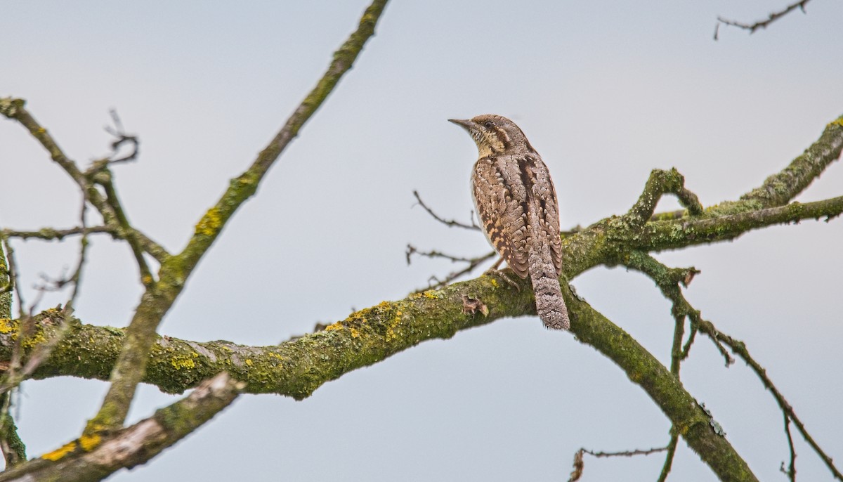 Eurasian Wryneck - František Straka