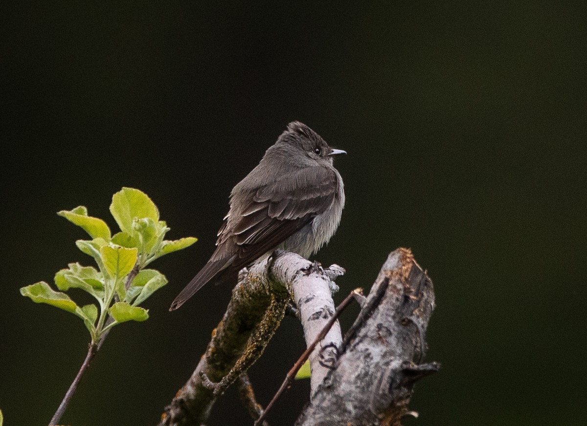 Western Wood-Pewee - bj worth