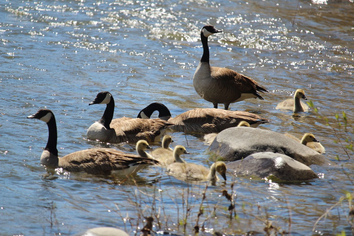 Canada Goose - Connor Thomas