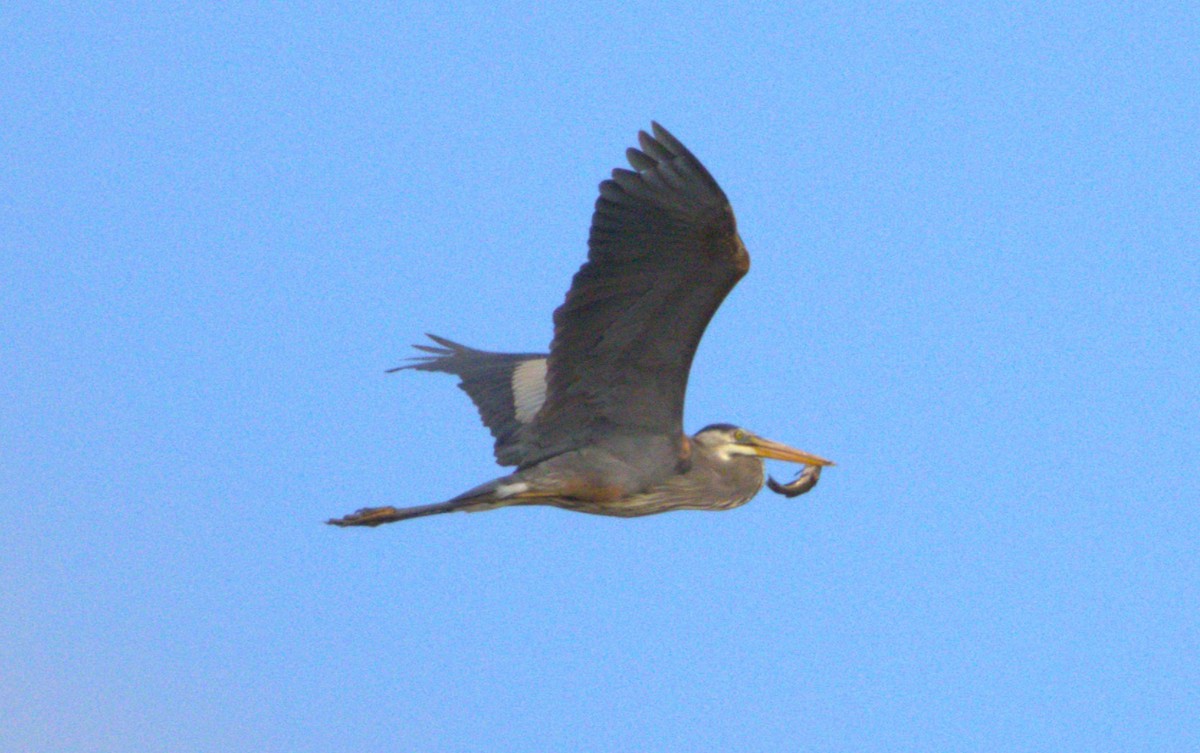 Great Blue Heron - Michel Marsan