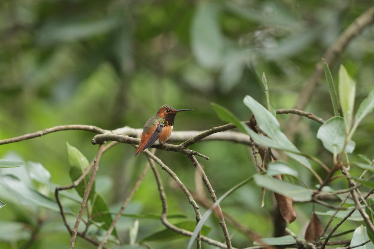 Allen's Hummingbird - Joachim Gonzalez