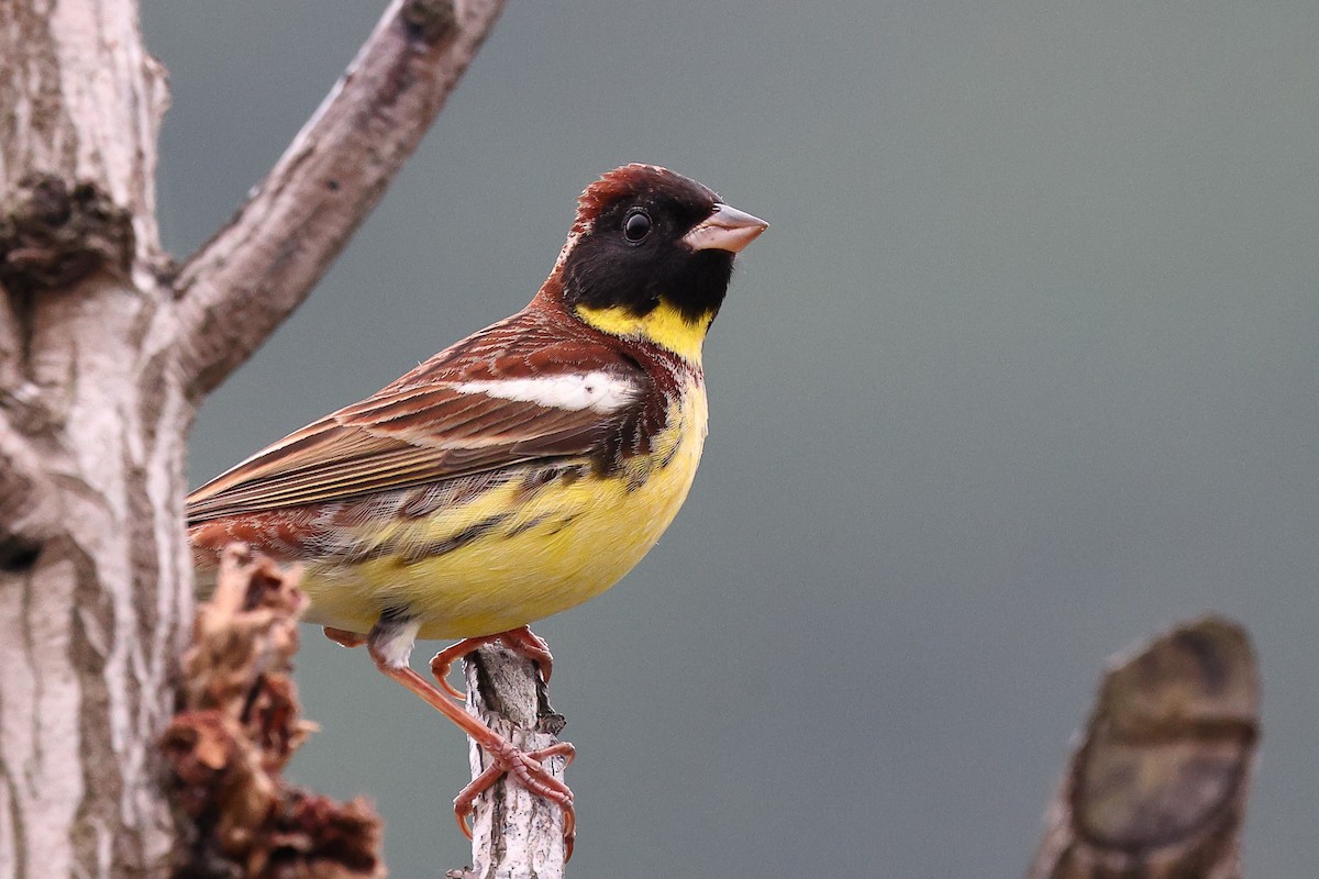 Yellow-breasted Bunting - ML619632874