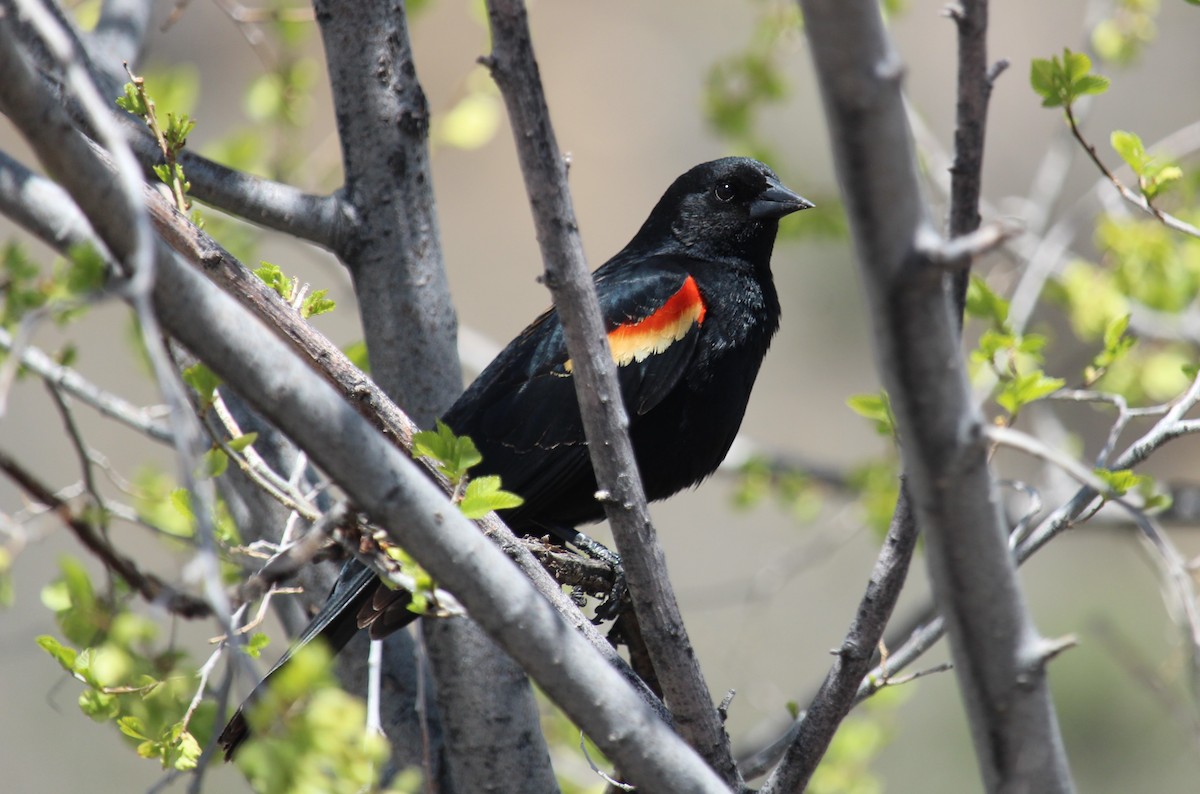 Red-winged Blackbird - Connor Thomas