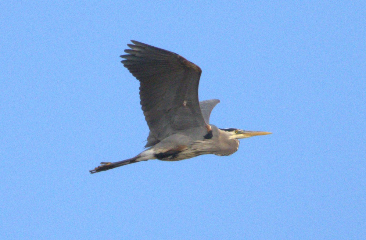 Great Blue Heron - Michel Marsan