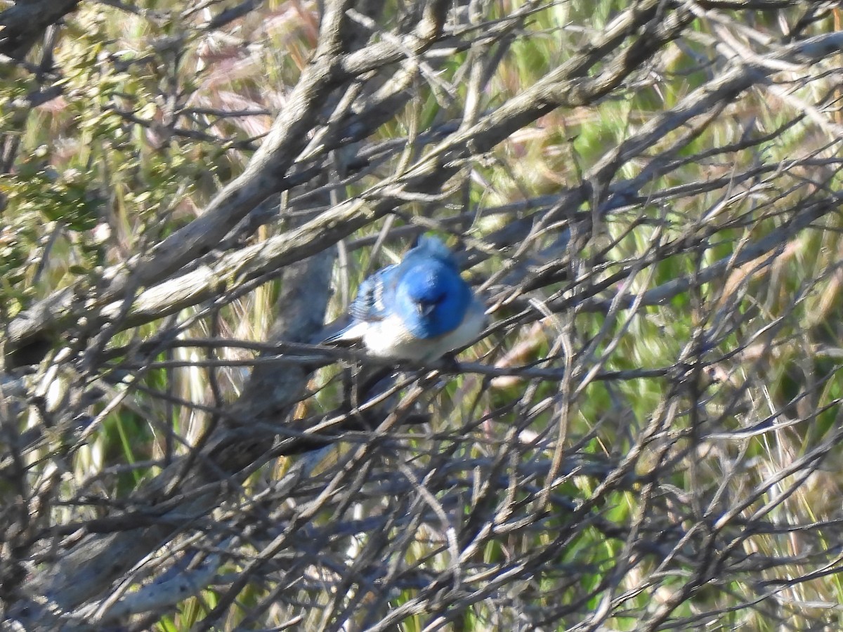 Lazuli x Indigo Bunting (hybrid) - Zac Denning