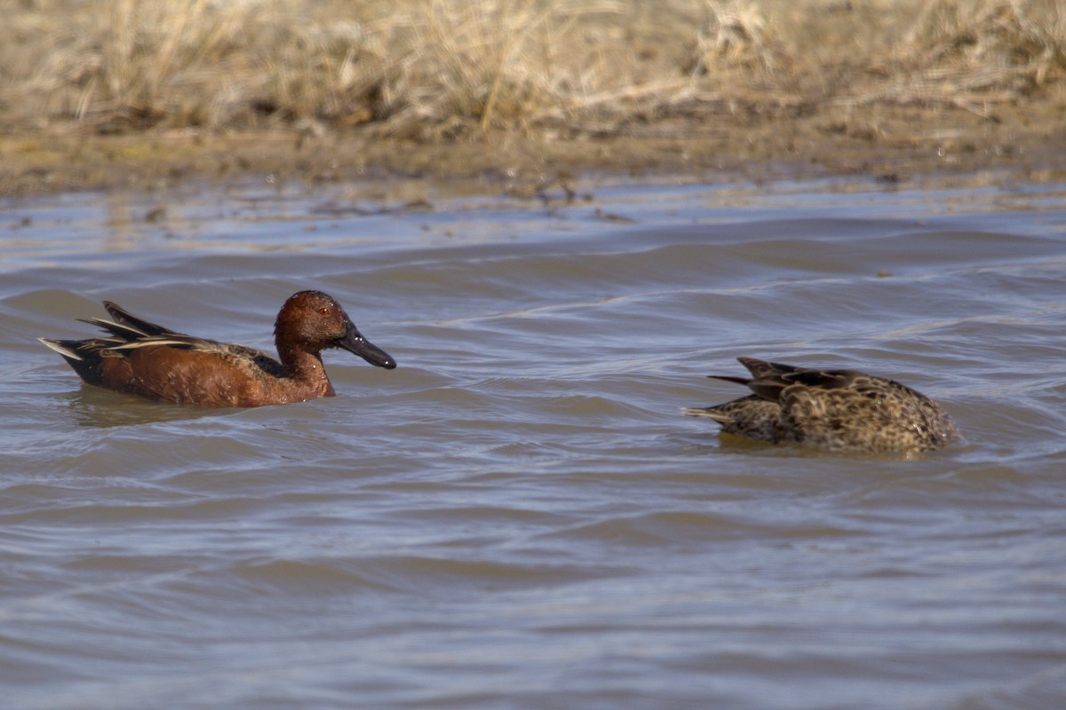 Cinnamon Teal - Josh Silva