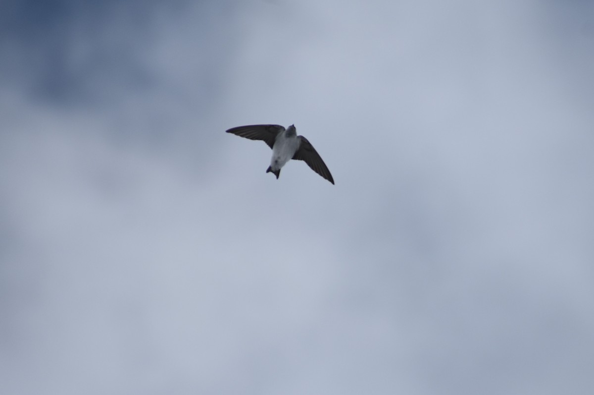 Violet-green Swallow - Klaus Bielefeldt