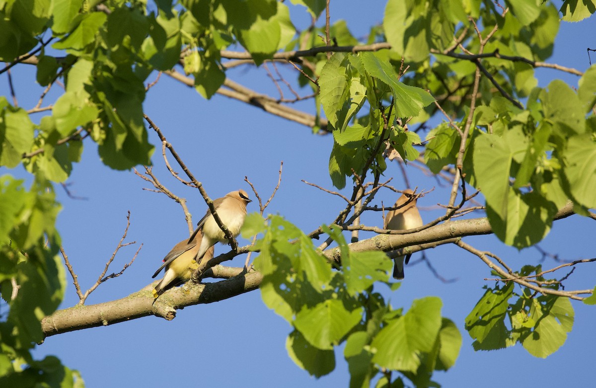 Cedar Waxwing - ML619632891