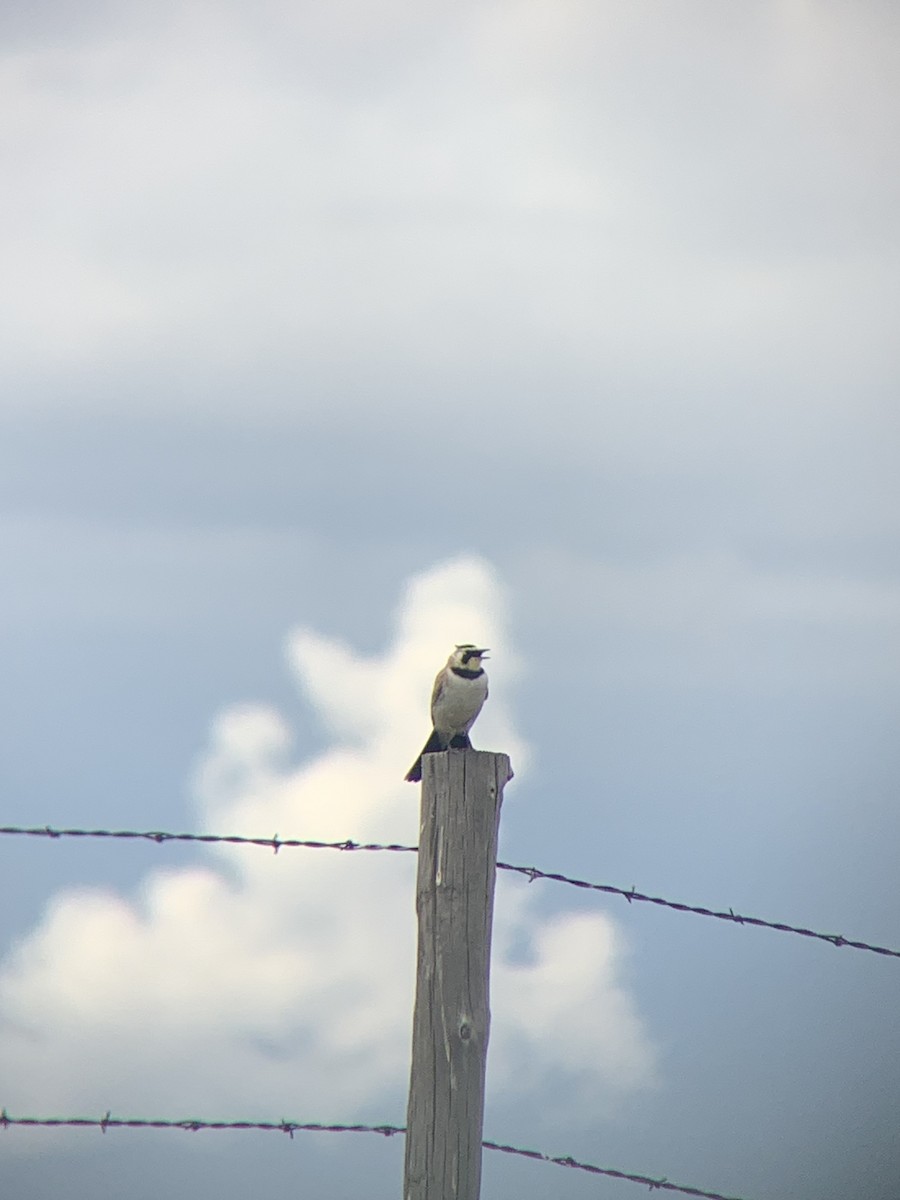 Horned Lark - amanda medaries