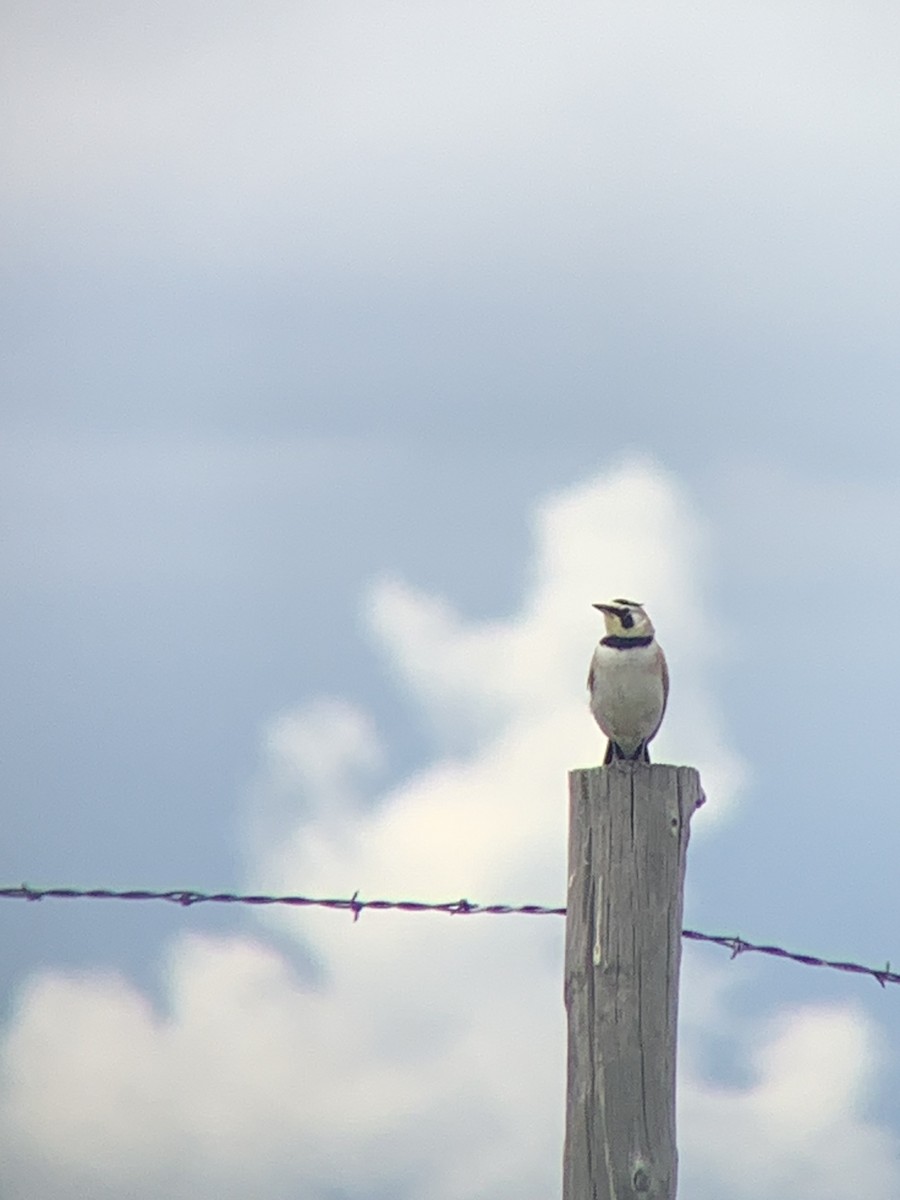 Horned Lark - amanda medaries