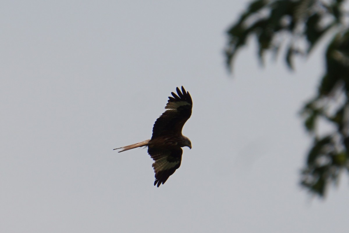 Red Kite - ML619632909