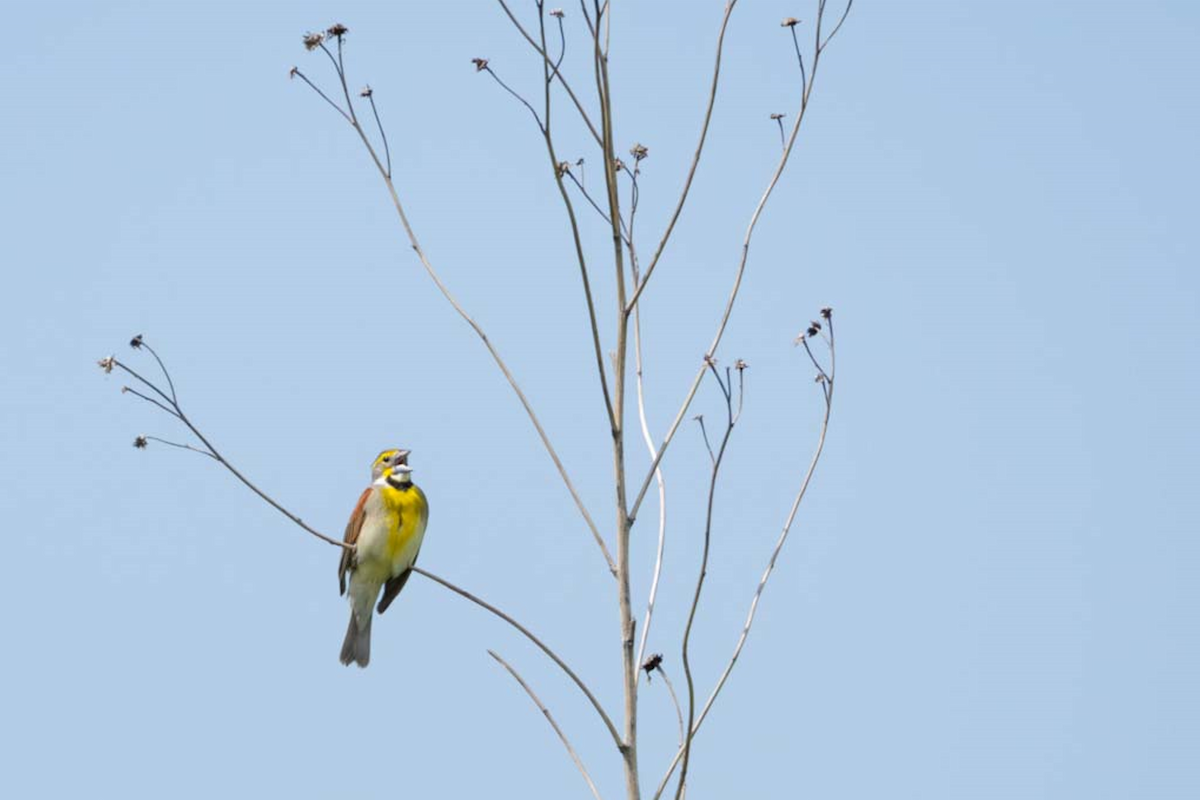 Dickcissel d'Amérique - ML619632910