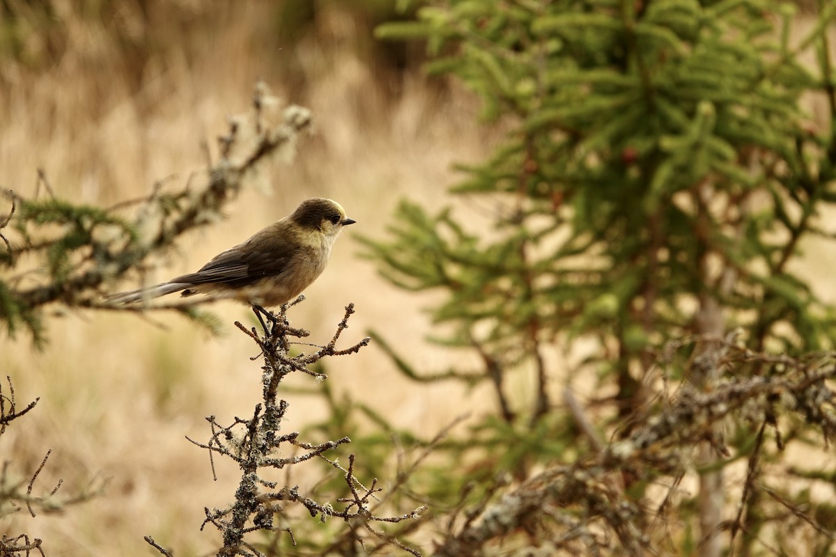 Canada Jay - Megan ONeill