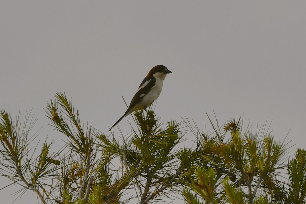 Woodchat Shrike - Eduardo Gracia fuster