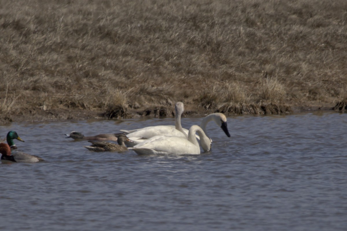 Trumpeter/Tundra Swan - ML619632914