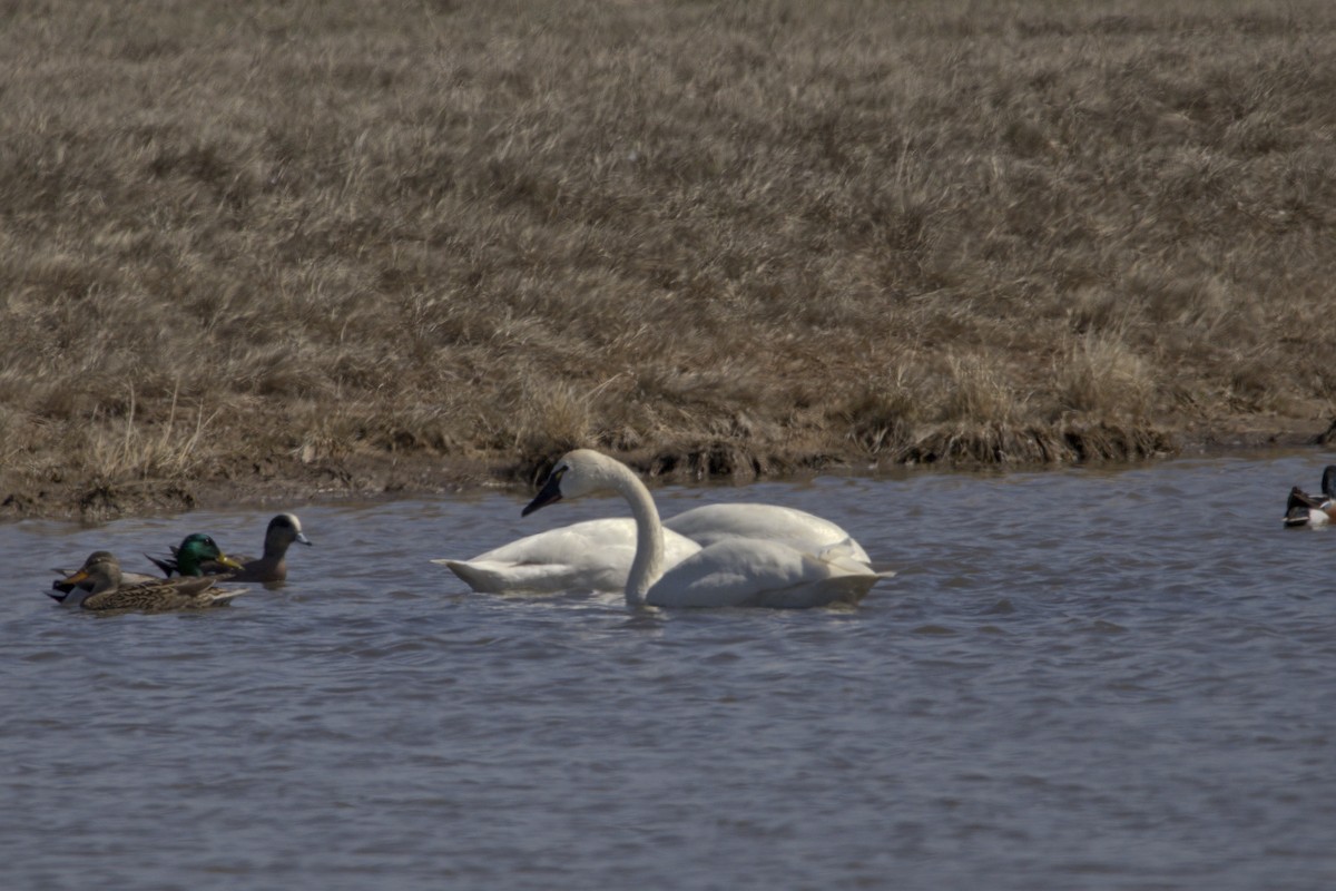 Trumpeter/Tundra Swan - ML619632915