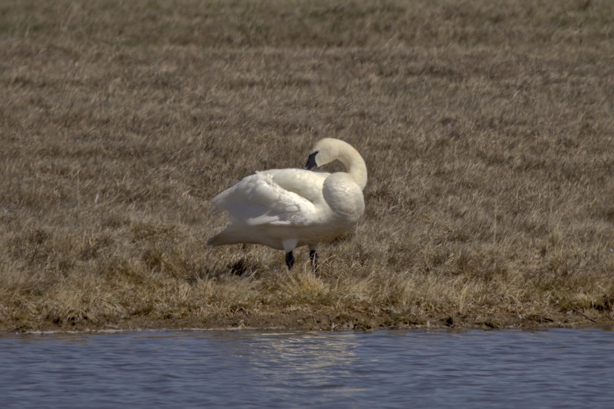 Trumpeter/Tundra Swan - Josh Silva