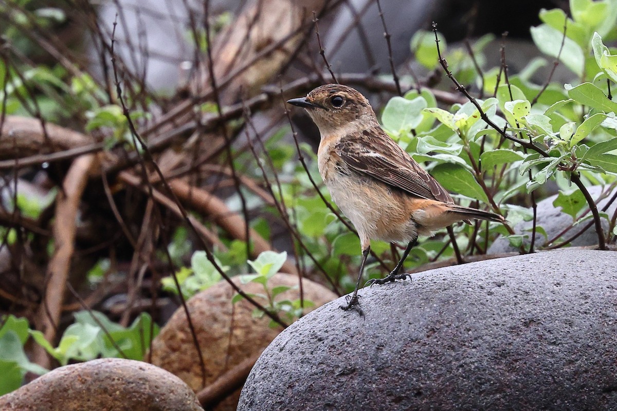 Amur Stonechat - ML619632917