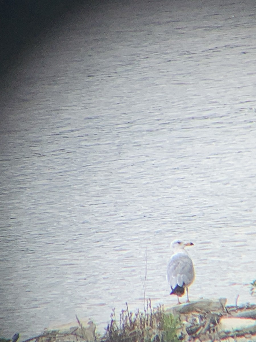 Ring-billed Gull - amanda medaries