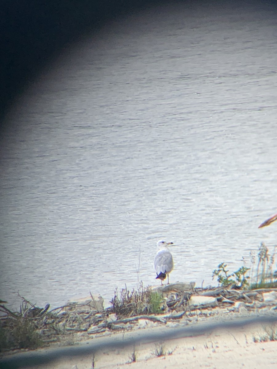 Ring-billed Gull - amanda medaries