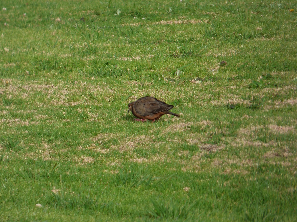 Eared Dove - Camilo Mendoza