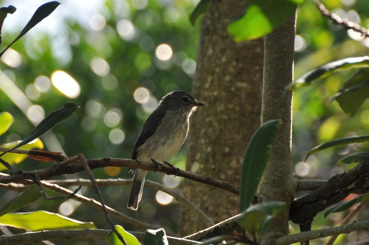 African Dusky Flycatcher - ML619632934