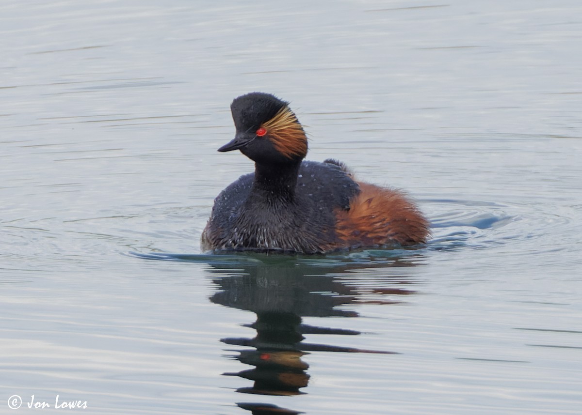 Eared Grebe - Jon Lowes