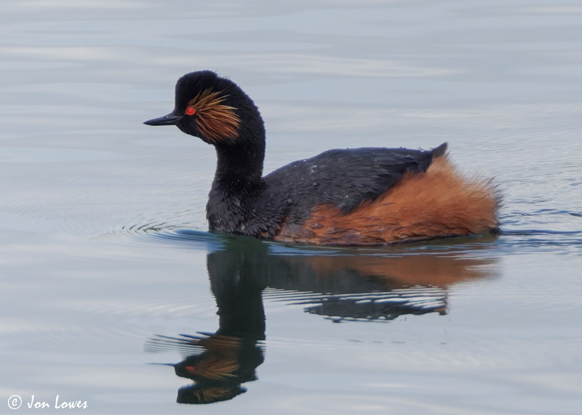 Eared Grebe - ML619632944