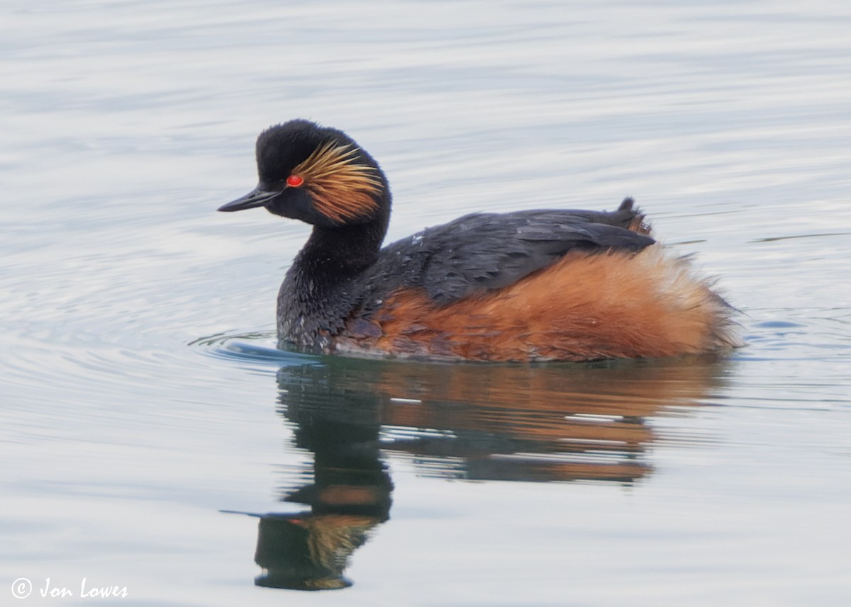 Eared Grebe - ML619632945