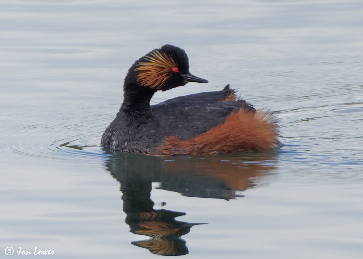 Eared Grebe - ML619632949