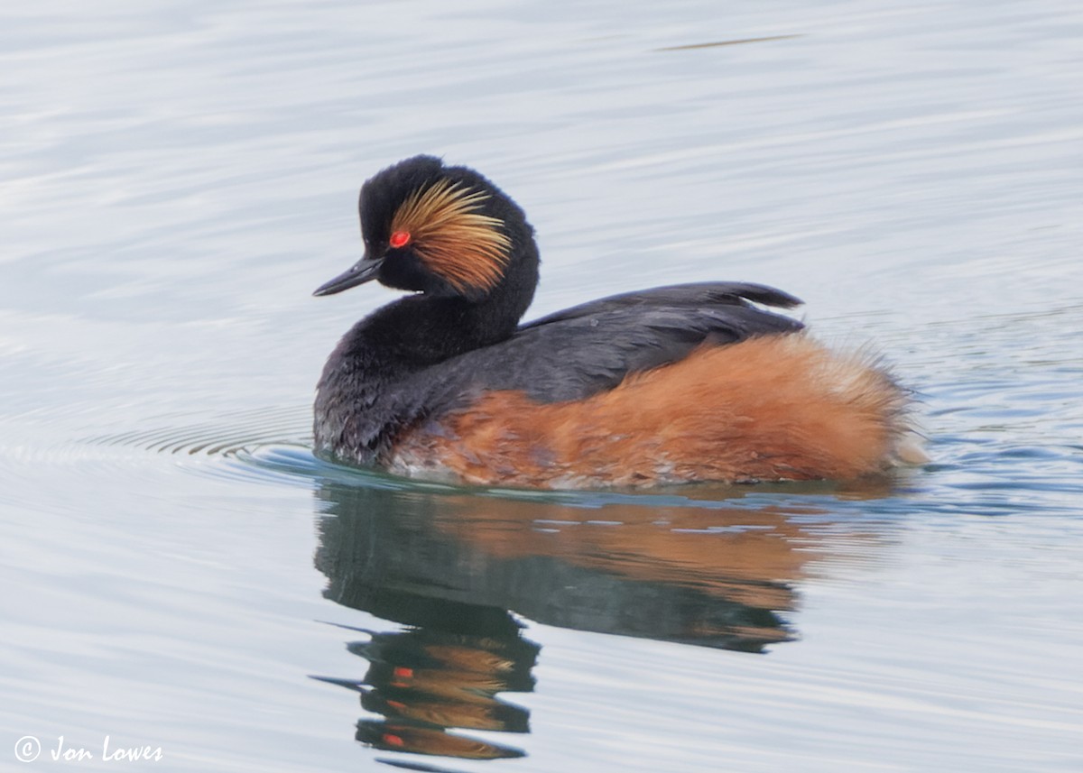 Eared Grebe - ML619632950