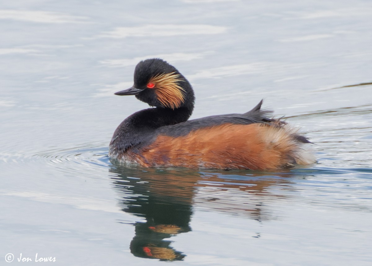 Eared Grebe - ML619632951