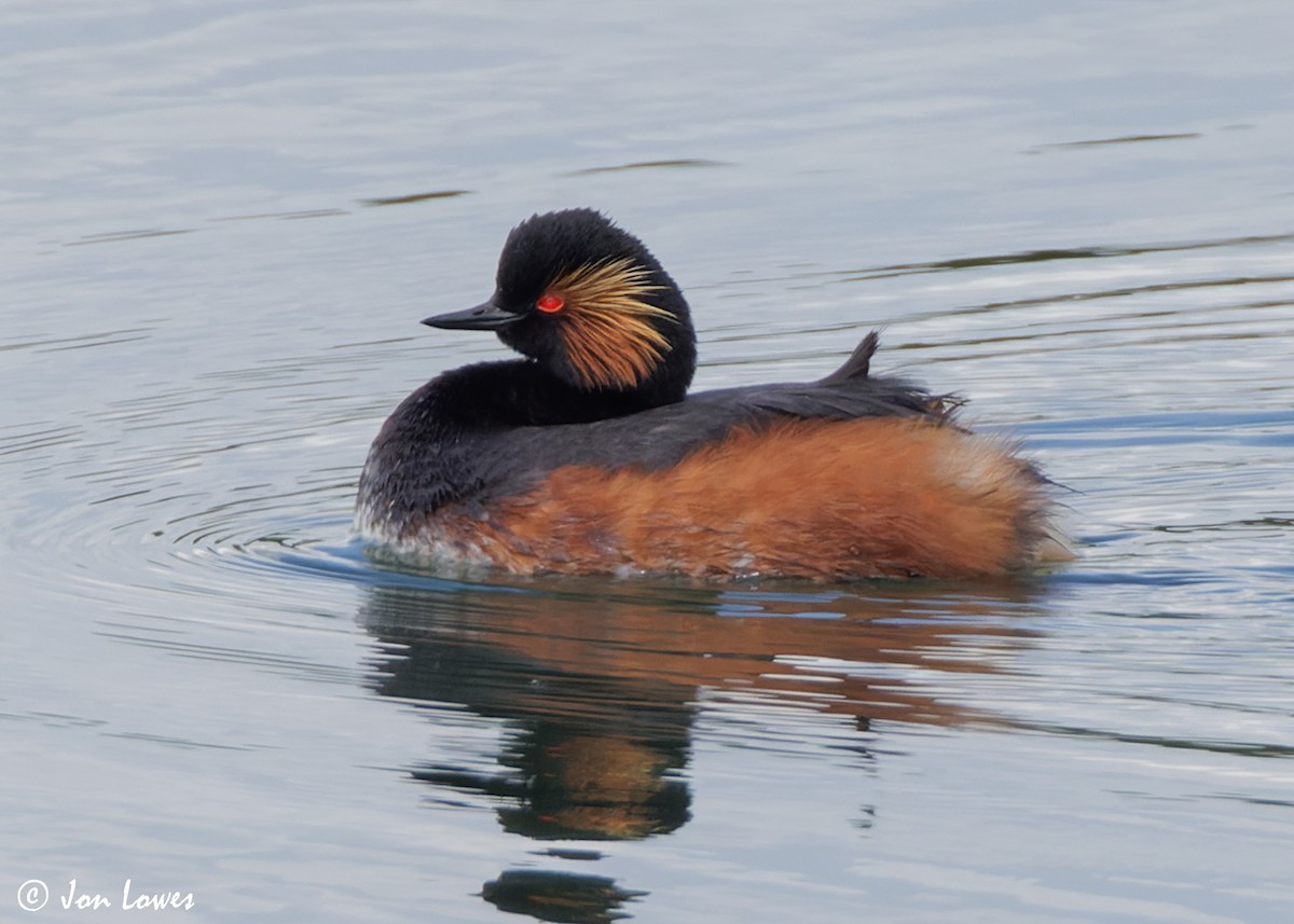 Eared Grebe - ML619632954