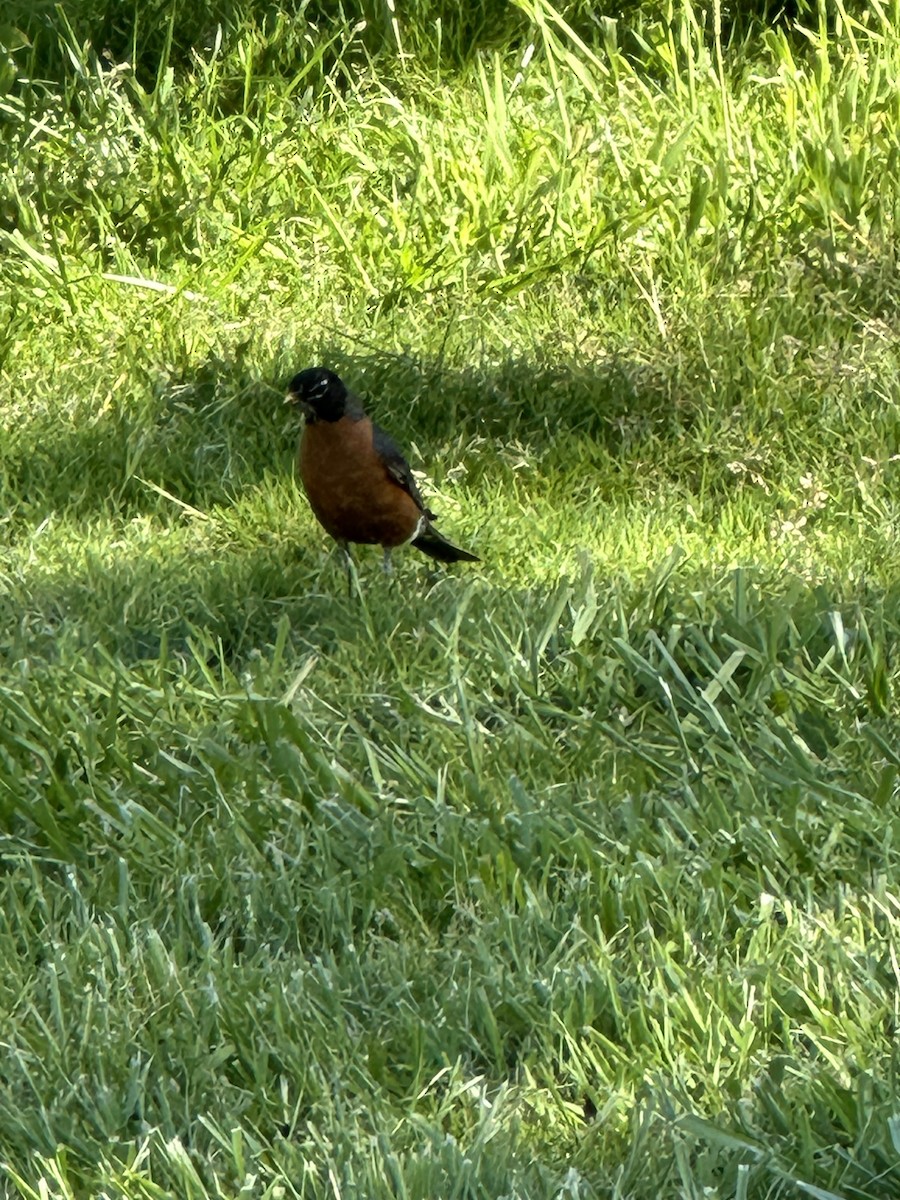 American Robin - Debbie Diersch