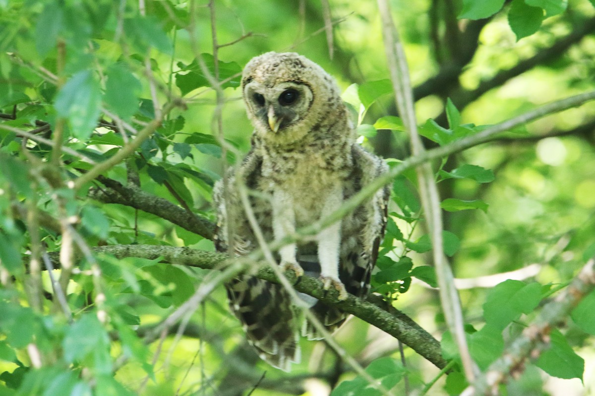 Barred Owl - Jean-Marie Gauthier