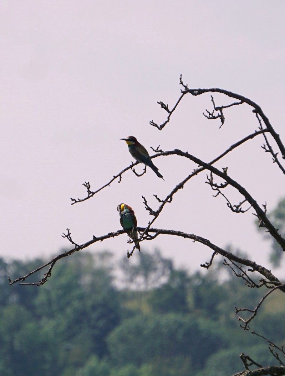 European Bee-eater - Patricia Werner