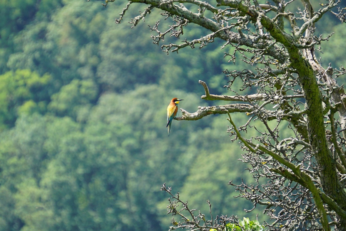 European Bee-eater - Patricia Werner