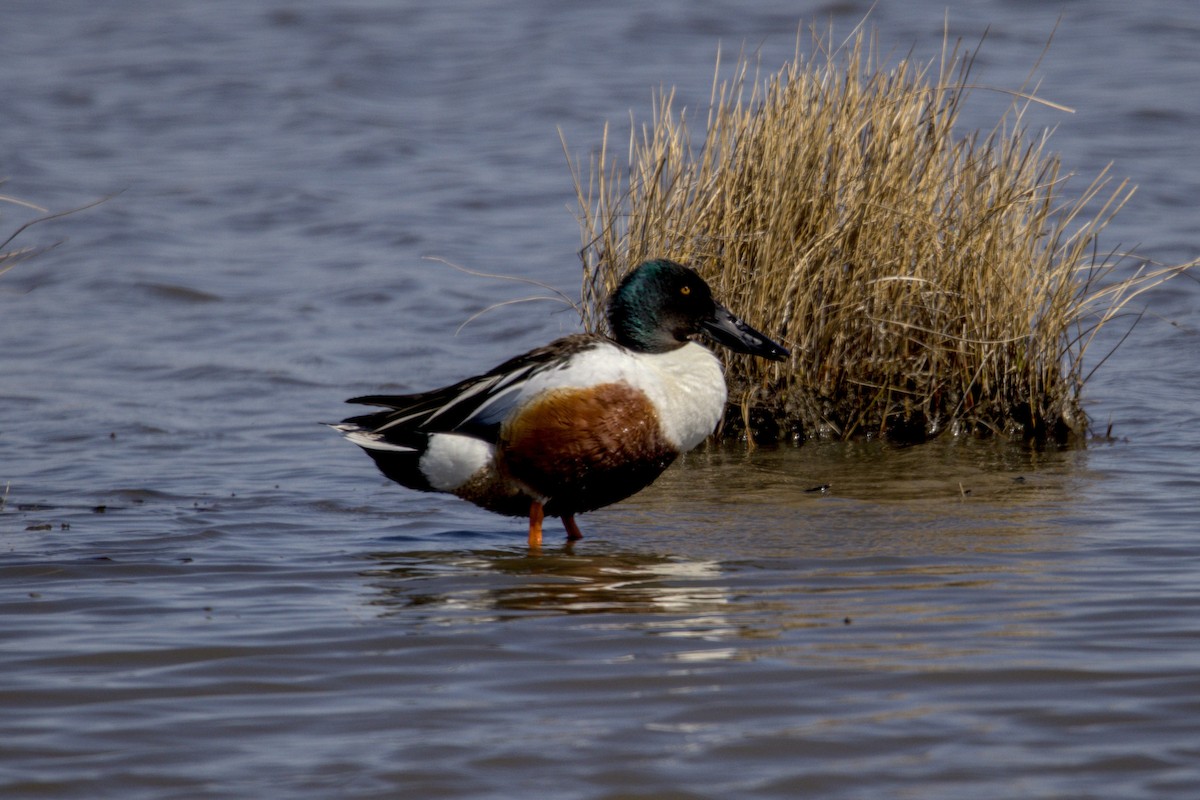 Northern Shoveler - Josh Silva