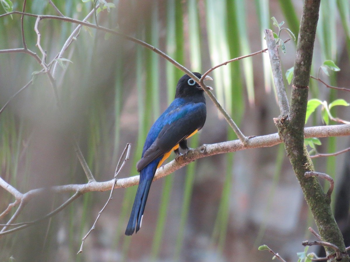 Black-headed Trogon - Sam Holcomb