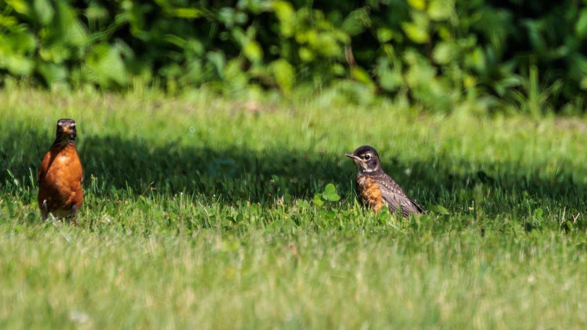 American Robin - Brian Stamper