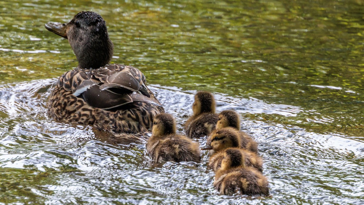 Mallard - Brian Stamper