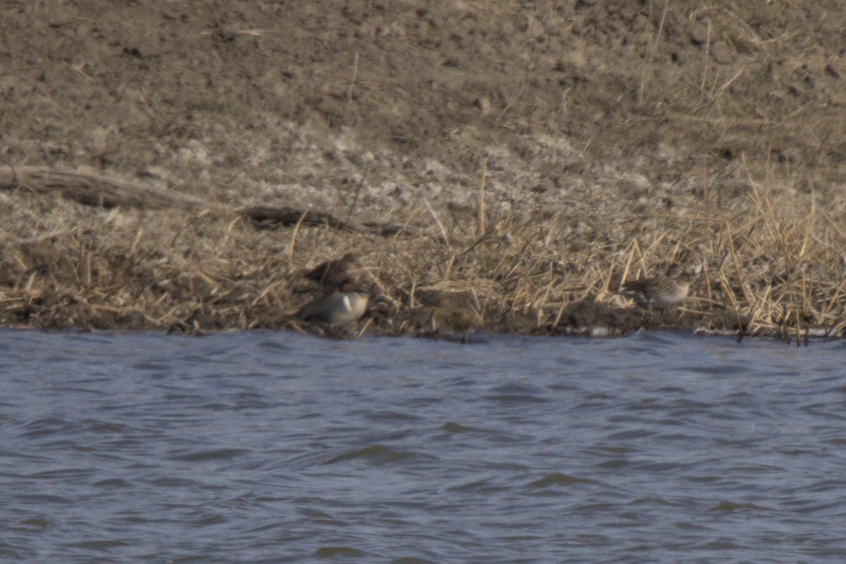 Green-winged Teal - Josh Silva